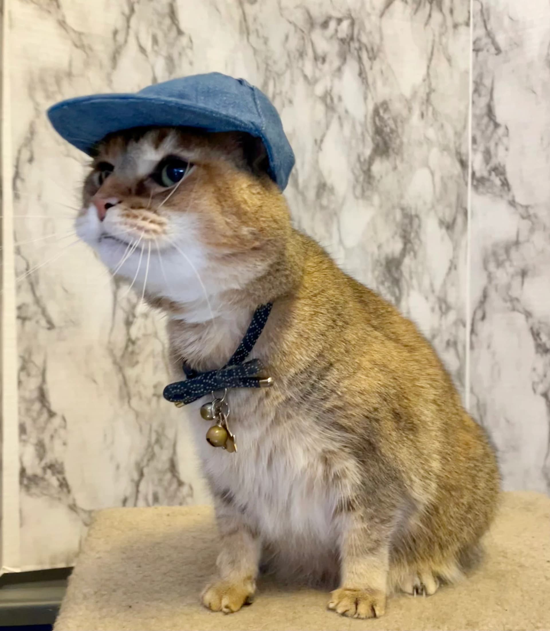 A picture of a cat wearing a hat